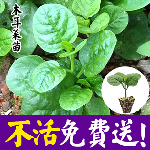 室外阳台盆栽蔬菜 木耳菜种子种苗肉厚豆腐菜落葵小青菜种子春夏季