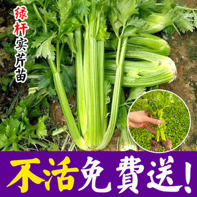 小香芹盆栽高产春季蔬菜种子