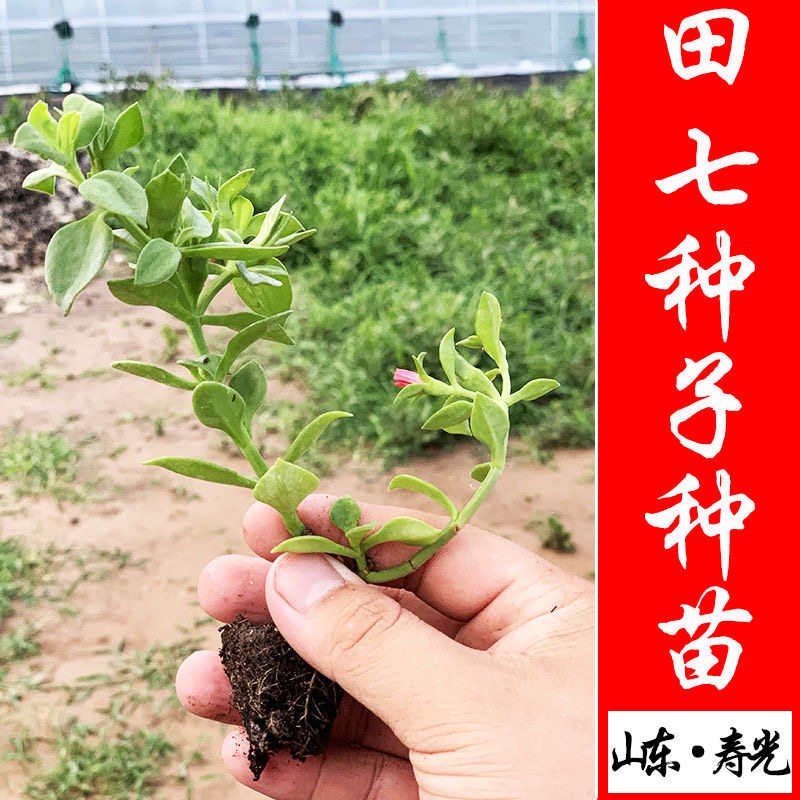 【田七种苗】四季播种养心菜穿心莲三七种苗阳台盆栽保健蔬菜种苗