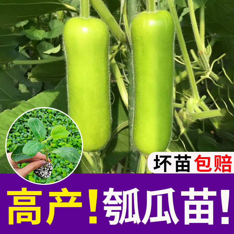 瓠瓜菜葫芦苗子种子瓠瓜葫芦短棒甜瓠瓜瓠子瓜四季春季蔬菜种子