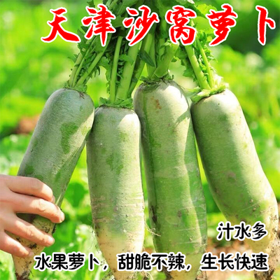 天津水果阳台盆栽四季种植青萝卜