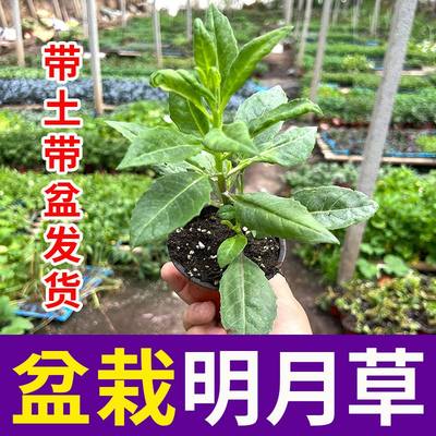 食用盆栽栽金鸡毛白背三七