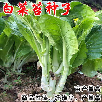 菜心种子四季蔬菜青菜菜籽大全