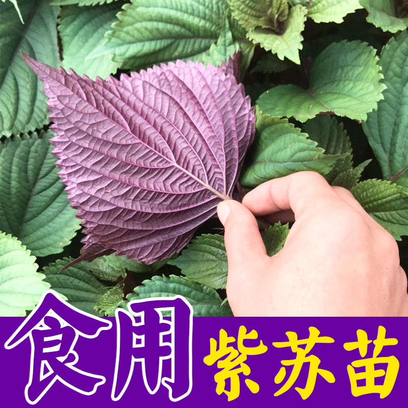 阳台盆栽小菜园百草园