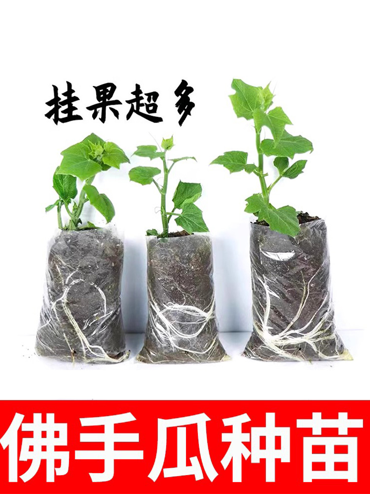 佛手瓜苗子种子春季夏季种植佛手瓜苗阳台庭院田园易种植秧苗