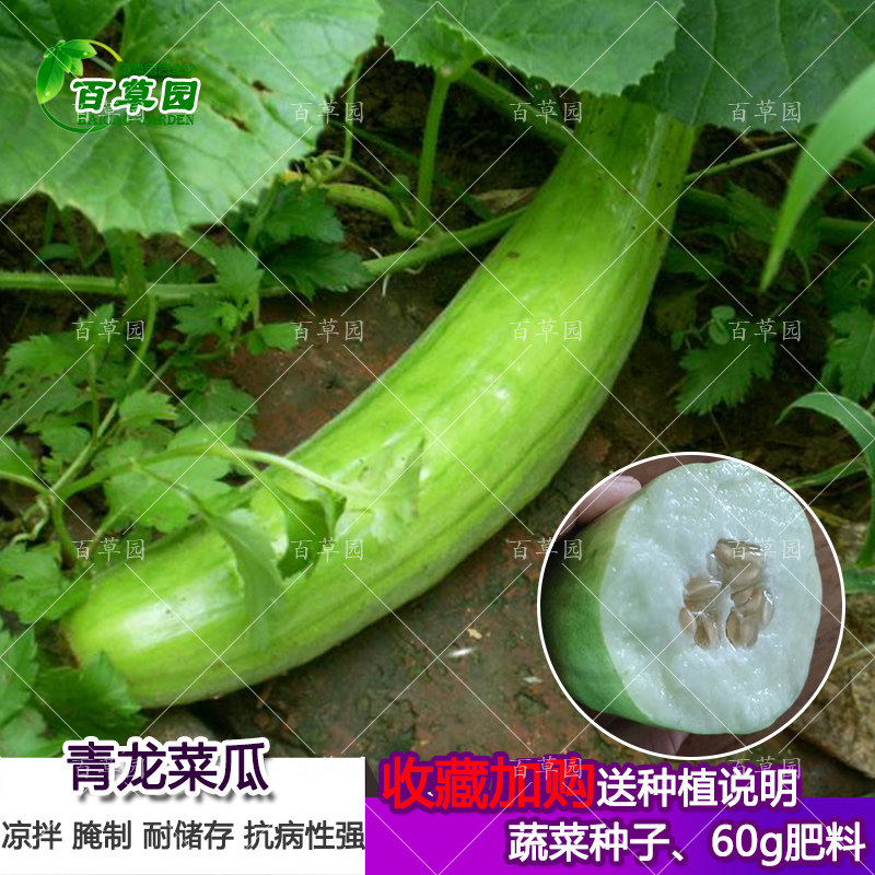 青龙菜瓜种子 农家阳台田园脆瓜烧瓜梢瓜种子瓜果蔬果生食凉拌籽
