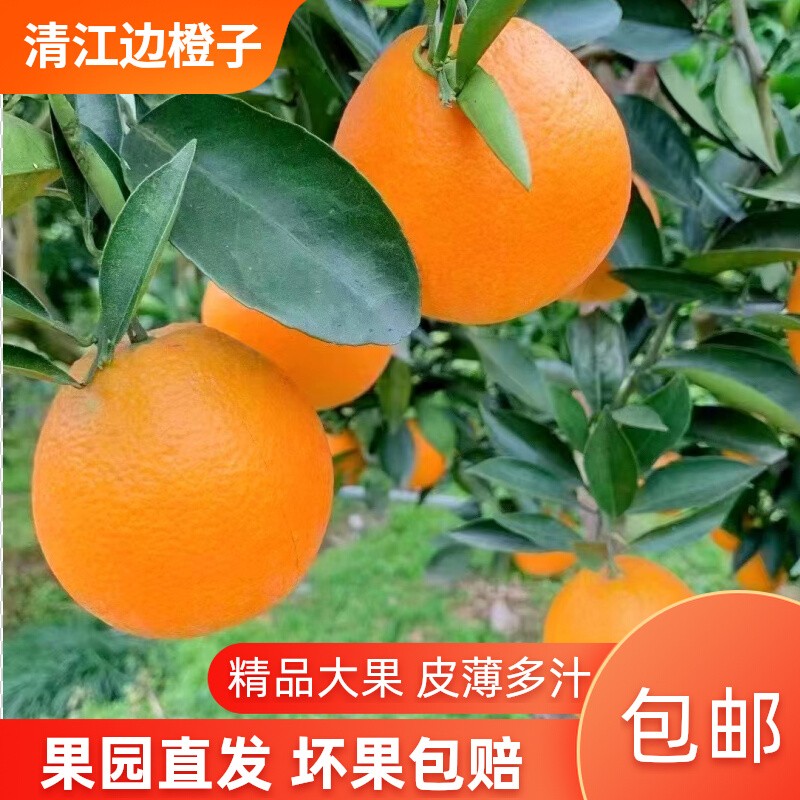 湖北宜昌長(zhǎng)陽漁峽口清江橙子夏橙新鮮現(xiàn)摘產(chǎn)地直發(fā)當(dāng)季正宗包郵