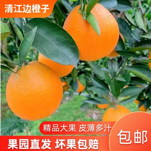 湖北宜昌长阳清江橙子伦晚夏橙新鲜现摘产地直发当季正宗包邮