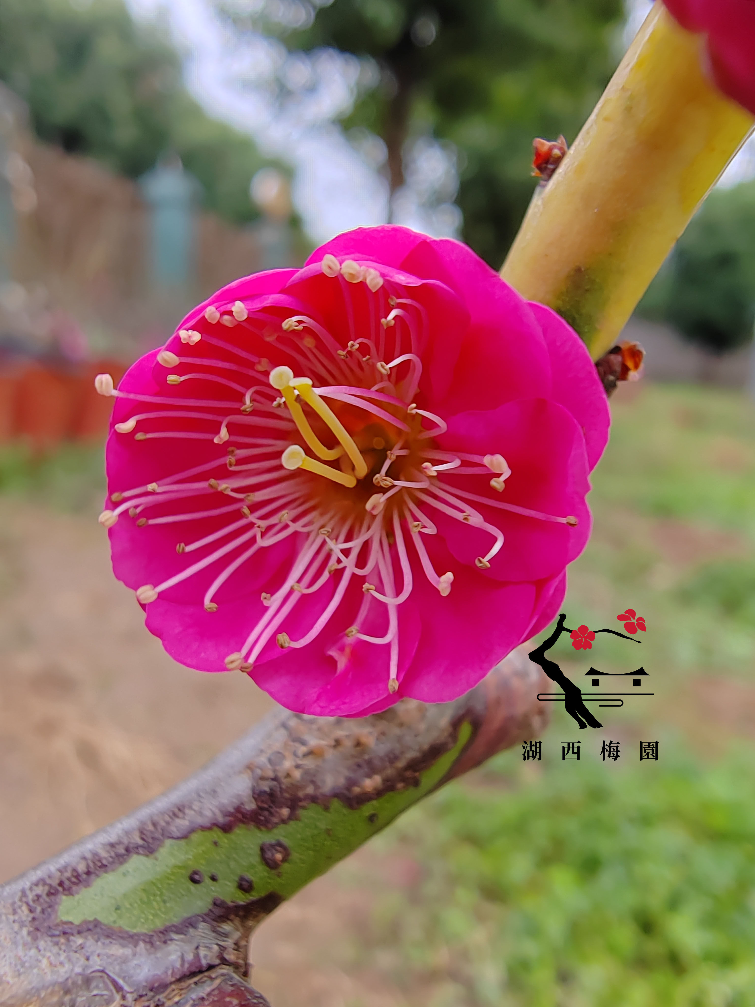 梅接锦生垂枝梅花三年苗盆养熟桩