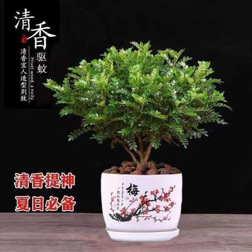 驱蚊虫清香木盆栽正宗胡椒木花卉绿植四季好养净化空气胡椒木盆栽