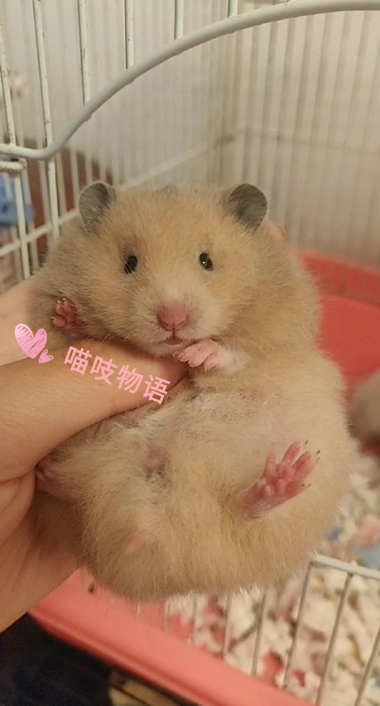 【喵吱】家养稀有黄基因仓鼠 黑黄金丝熊活体 黄弟弟黄妹妹仓鼠