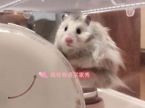 家养温顺纯合银灰纯银金丝熊长毛西施仓鼠小宠物活物健康包活免邮