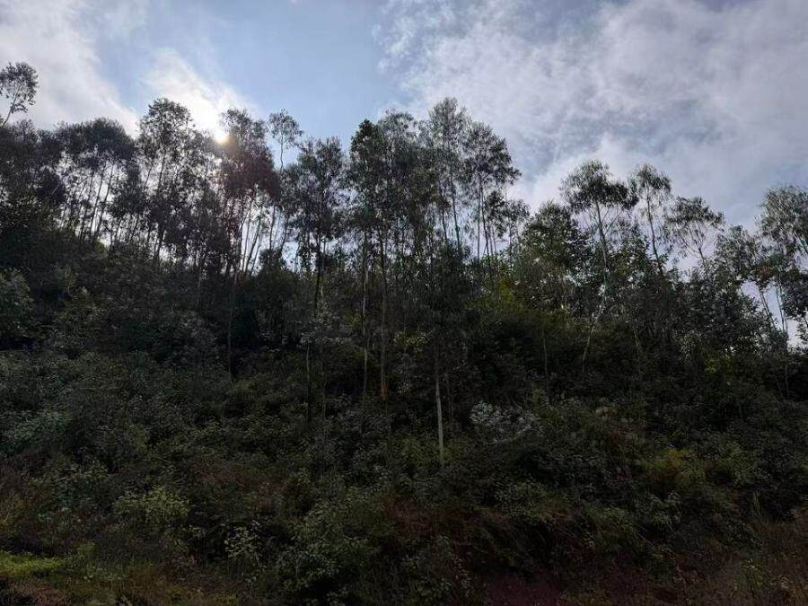 昆明市晋宁区内一块林地（林地证号：晋林证字（2008）第21213000727号）