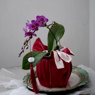 悦木新年年宵花蝴蝶兰金桔花盆底座双层包布和风布艺礼品包装材料