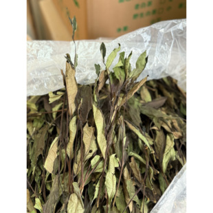 政和白茶2025年奶爸抛荒茶香甜润高级的奶香冰糖的甜