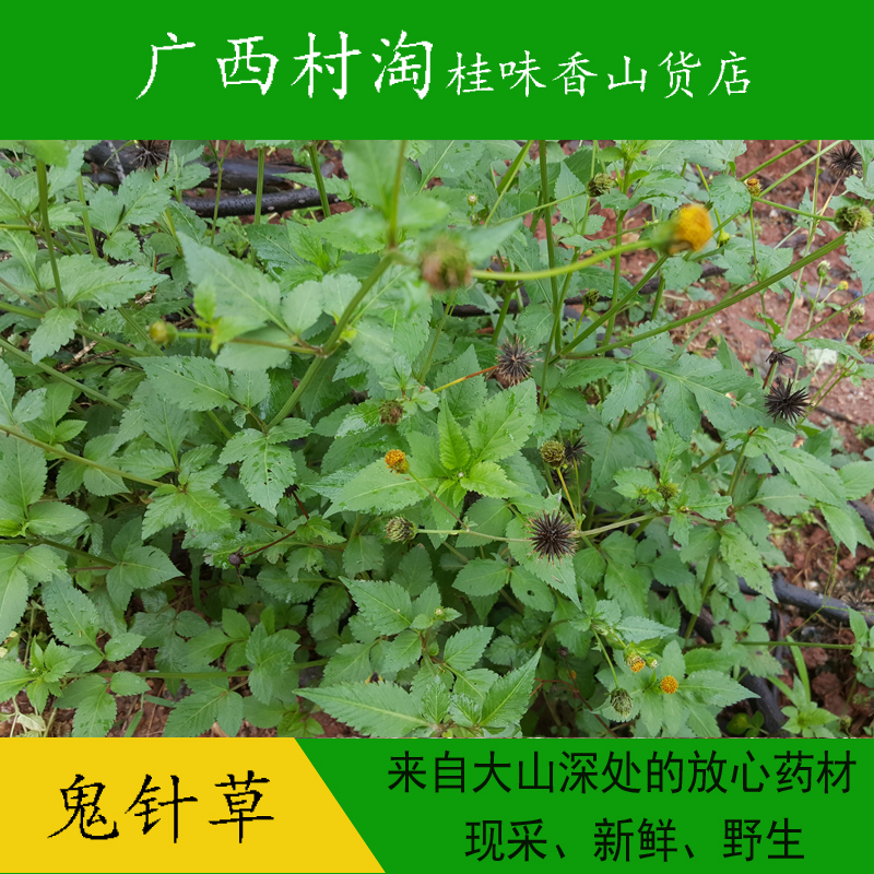 鬼针草 鬼钗草 虾钳草 蟹钳草 粘人草 粘连子 新鲜野生 500g