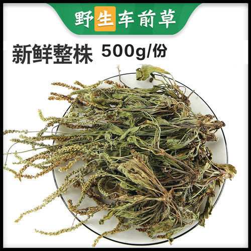 车前草中药材新鲜干货野生泡水喝