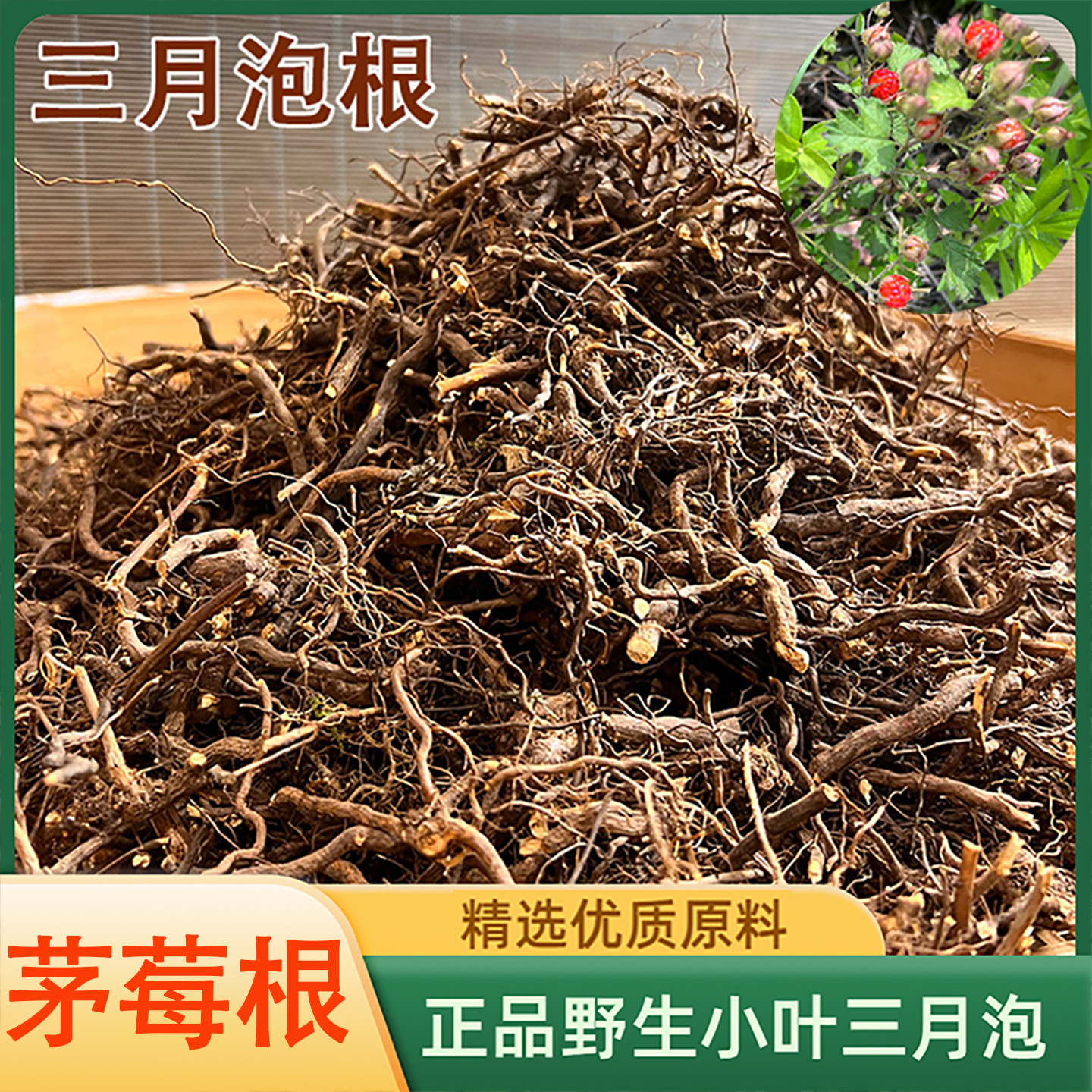 新鲜野生晒干茅莓三月泡根中药材