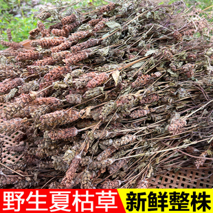 夏枯草500g克整株野生白毛夏枯球泡茶夏姑草球中药材蒲公英干货
