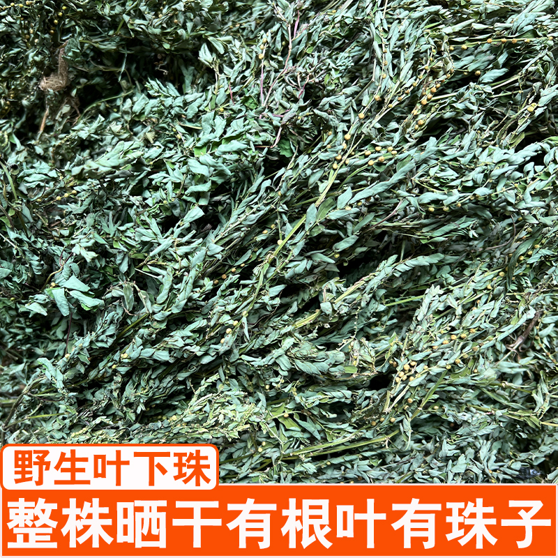 野生日晒叶下珠珍珠草龙珠草鱼鳞草夜合草天然草药茶250g干品500g