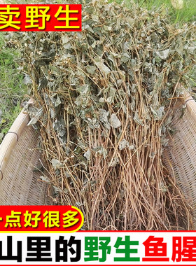 野生鱼腥草整棵自然晾晒无添加