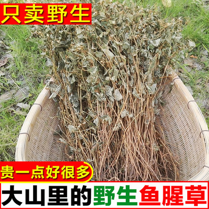 客家中草药鱼腥草250g折耳根农家干货天然野生养生茶500g蒲公英
