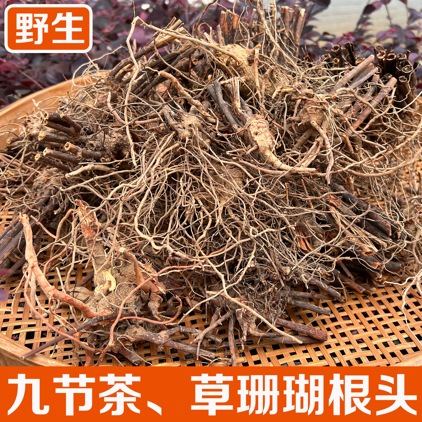 九节茶肿节风药材草珊瑚根带扬枝干货野生接骨金粟兰九节风山牛膝