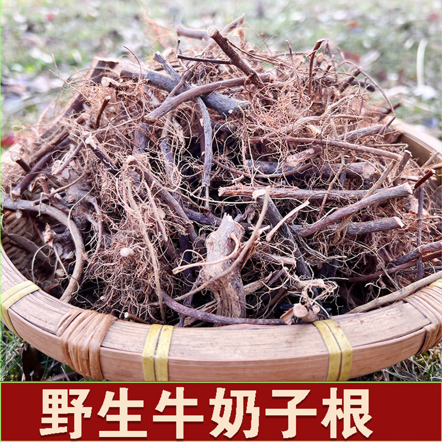 牛奶根福建客家特色炖汤煲汤药草食材500g野生牛奶子根250g包邮