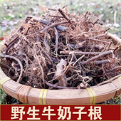 牛奶根福建客家特色炖汤煲汤药草食材500g野生牛奶子根250g 包邮