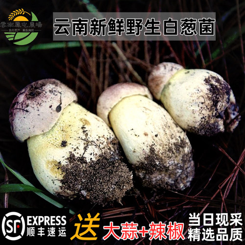 白牛肝菌云南野生菌现摘
