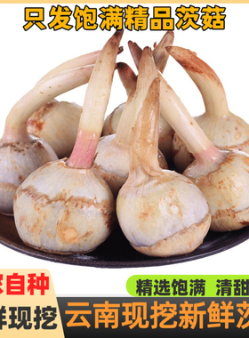云南大号茨菇新鲜粉糯白慈姑菇农家现挖野地茨菰种苗马蹄蔬菜