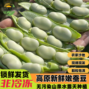 云南新鲜蚕豆带壳现摘生蚕豆农家兰花豆带壳罗汉青豆现摘新鲜蔬菜