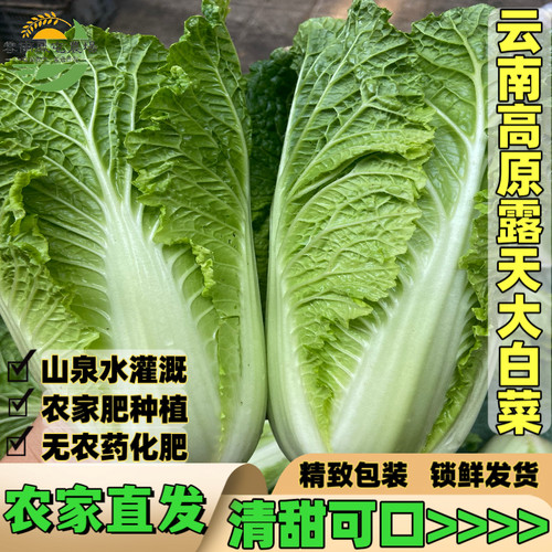 云南虫眼农家白菜现摘清甜可口