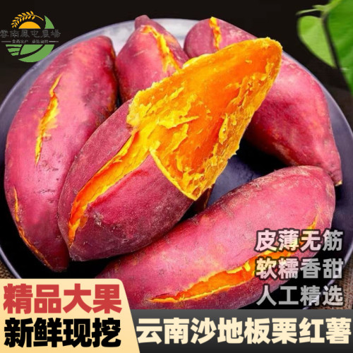 云南高原现挖板栗红薯香甜软糯