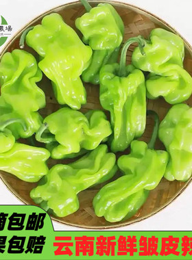 云南现摘新鲜皱皮辣椒清脆辣