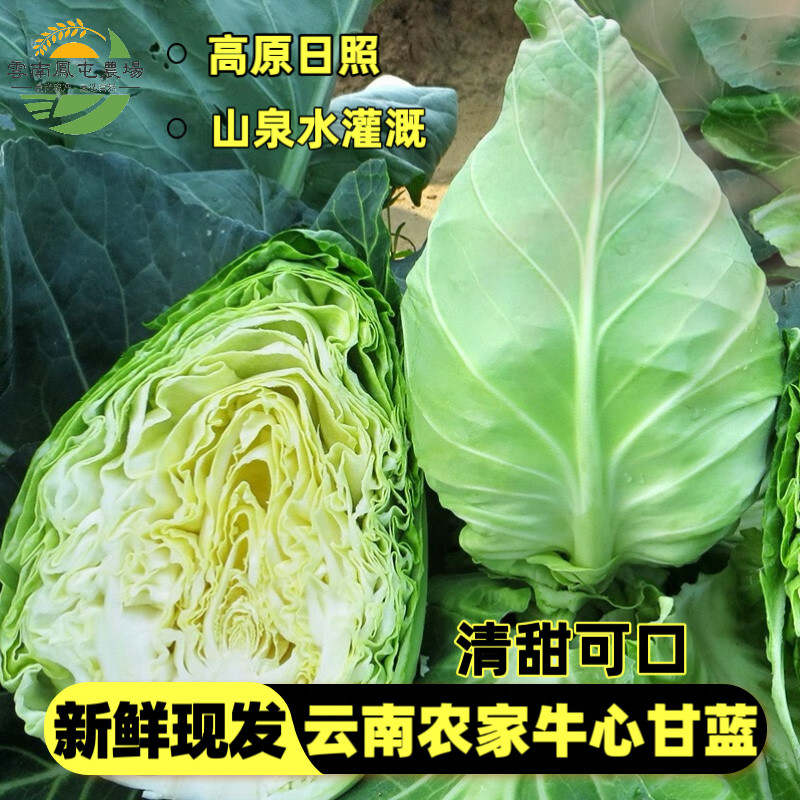 牛心甘蓝春丰甘蓝牛心菜新鲜蔬菜包心莲花白云南高原日照清甜爽口
