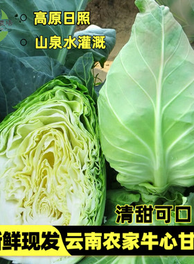 云南高原牛心甘蓝新鲜清甜爽口