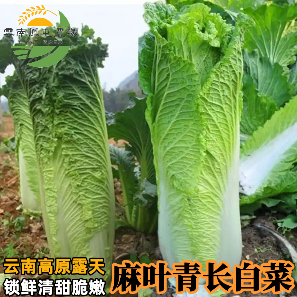 云南新鲜麻叶青白菜青口白菜竹筒白菜麻叶菜长白菜当季农家自种菜