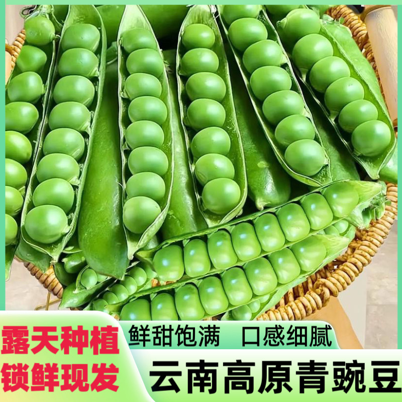 云南新鲜豌豆带壳青豆甜脆水果豌豆云南农家露天种植现摘新鲜豌豆