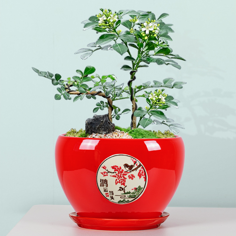 中国红花盆盆栽家居生活创意摆设