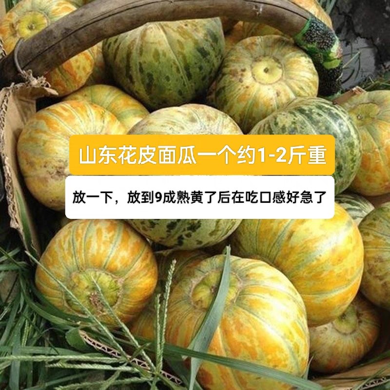 山东潍坊花皮面瓜老面瓜香瓜干面糯香老人孩子吃噎人面瓜非甜瓜