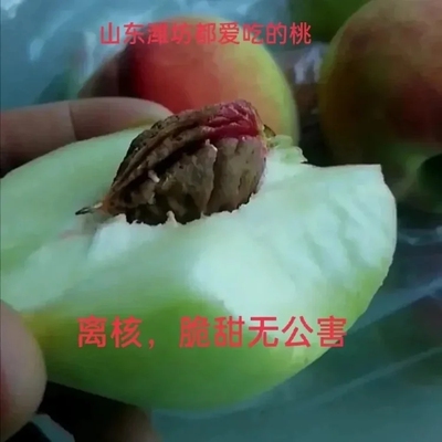 [每年8月上市卖]潍坊秋脆离核毛桃离核桃安丘老板蜜桃脆甜桃子