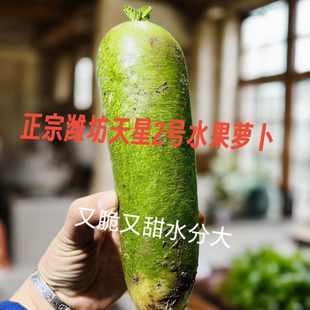 【粗短不辣】潍坊水果萝卜潍坊天星水果萝卜非潍县萝卜潍坊萝卜
