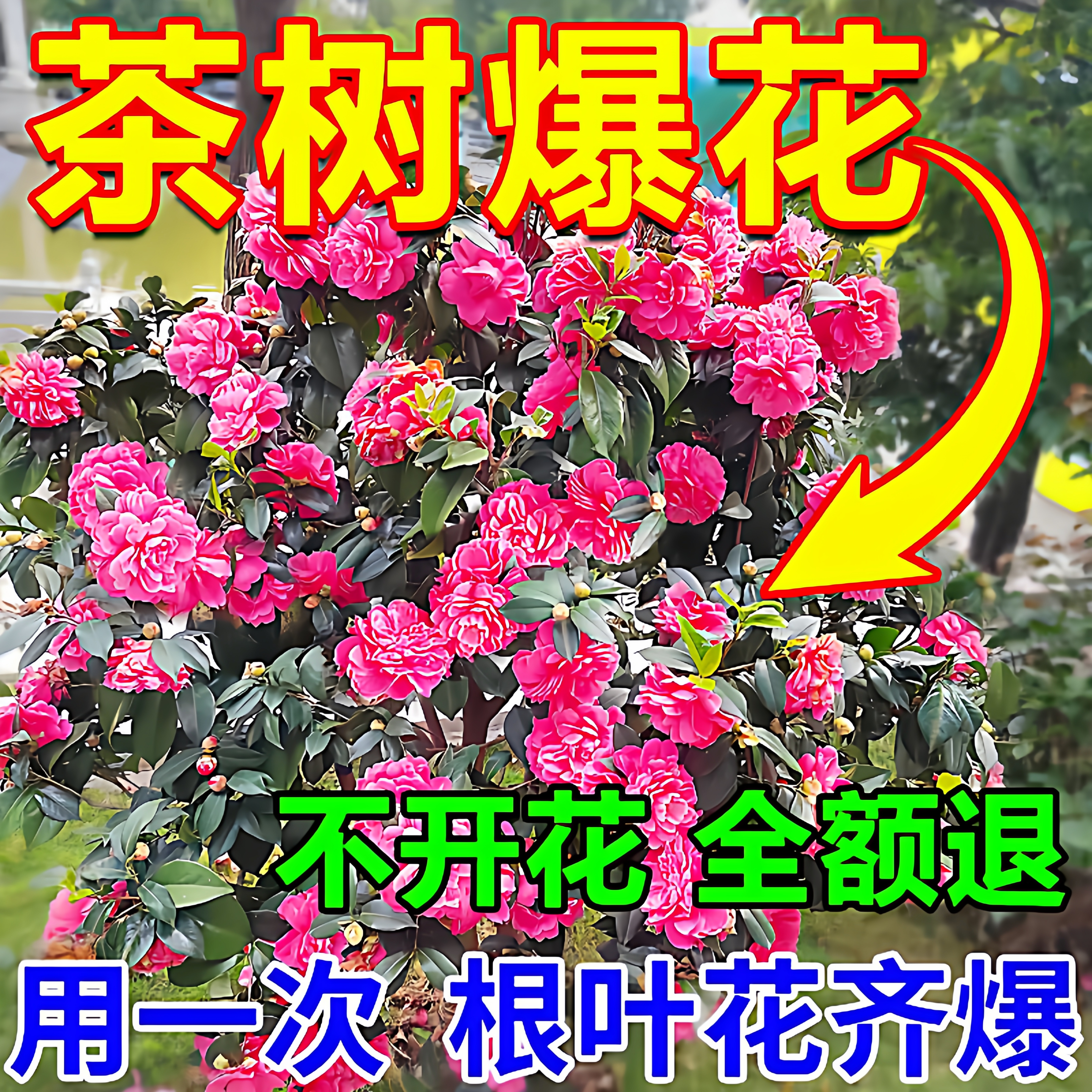 茶花开花专用肥料速效开花素催花