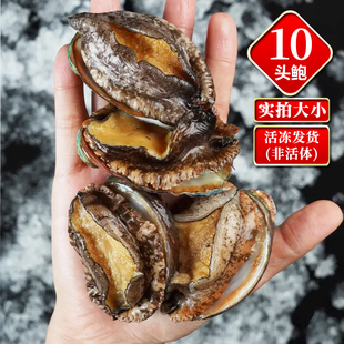 【二斤/20只 鲜活速冻】东山岛鲍鱼10头鲍福建生鲜水产贝类大鲍鱼