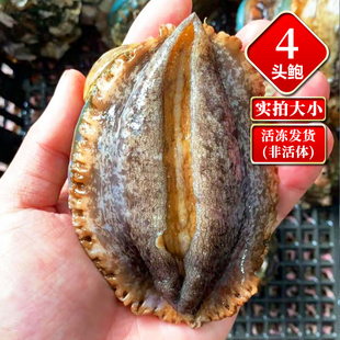 【二斤/8只 鲜活速冻】东山岛鲍鱼4头鲍 福建生鲜水产贝类皇金鲍