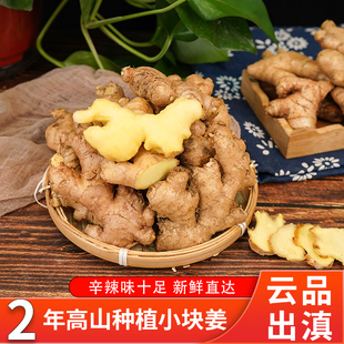 云南小块小黄姜老黄姜月子姜现挖老姜生姜批发应季新鲜蔬菜调味料