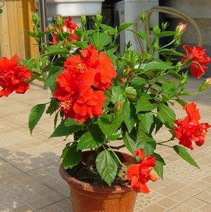 盆栽 鲜花 扶桑 朱槿 赤槿 妖精花 重瓣 佛桑 桑槿 吊钟花 火红花