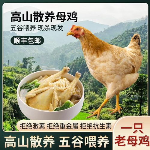 正宗农家一年皖南自养现杀土鸡