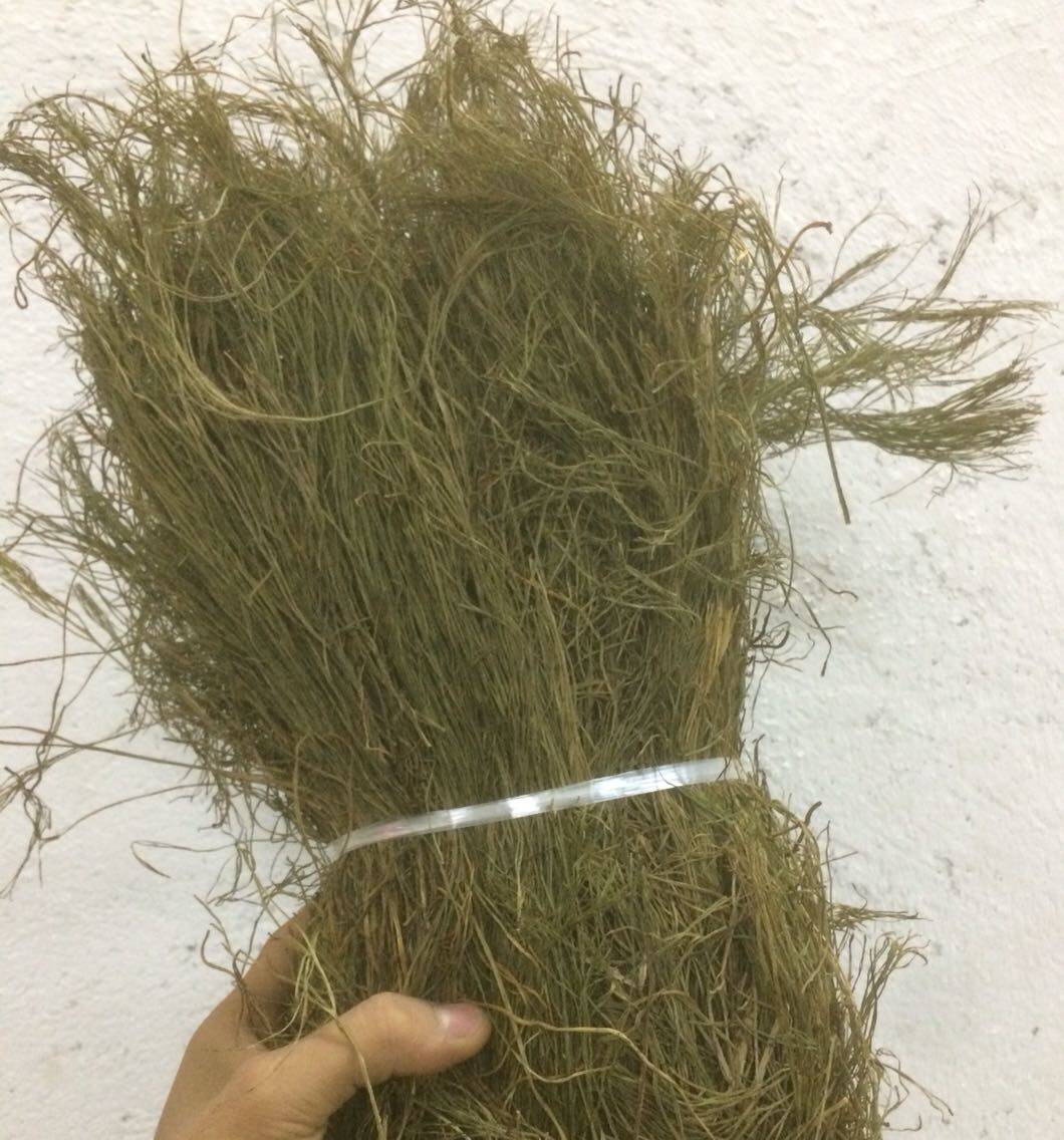 野生石侧柏 铁刷把 龙须草 石龙须 铁扫帚 石刷把500克包邮